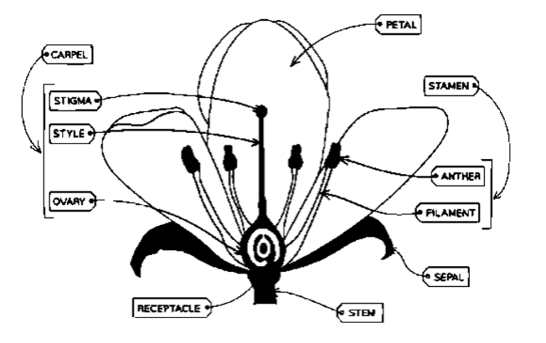 Parts of a Flower